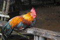 Beautyfull red chicken, wild chicken, chichen in asia Red Junglefowl