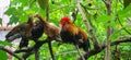 Beautyfull red chicken, wild chicken, chichen in asia Red Junglefowl