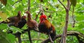 Beautyfull red chicken, wild chicken, chichen in asia Red Junglefowl