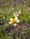 Beautyfull unkown white and yellow wild flowers Royalty Free Stock Photo