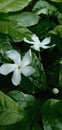 Beautyfull White flower in garden