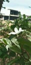 Beautyfull whitte flower amazing in garden