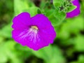 Beauyiful large lilac petunia flower close-up the summer