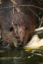 Beaver