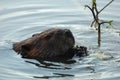Beaver Royalty Free Stock Photo