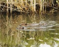 Beaver animal Photos. Beaver animal family in the water with foliage on the side of pond