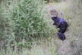 Beaver animal Photo. Beaver animal mother and baby close-up profile with foliage