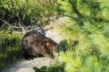 Beaver animal Stock Photos. Beaver animal close-up profile view. Beaver animal eating a bark tree