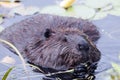 Beaver animal Stock Photos. Beaver animal close-up profile view. Beaver animal eating a leaves with background of lily pads