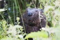 Beaver Animal Stock Photos. Beaver animal face head close-up profile view