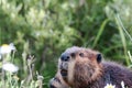 Beaver Animal Stock Photos. Beaver animal head close-up profile view with bokeh background