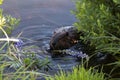 Beaver Animal Stock Photos. Beaver animal in water with flowers. Beaver wild animal