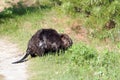 Beaver animal Stock Photos. Beaver animal wild in forest with foliage