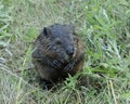 Beaver photo stock . Baby Beaver close-up profile view with foreground and background foliage. Looking at camera. Image. Picture
