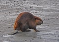 Beaver on Beach