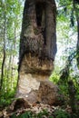 Beaver belted tree with his teeth Royalty Free Stock Photo