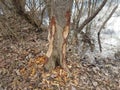 Beaver bite marks on tree trunk and water and trees in forest in wetland area Royalty Free Stock Photo