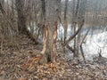 Beaver bite marks on tree trunk and water and trees in forest in wetland area Royalty Free Stock Photo