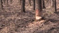 Beaver bite marks in the woodland by Anthering near by Salzburg, Austria in Europe