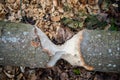 Beaver bitten tree Royalty Free Stock Photo