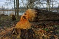 Chewed and felled tree by Eurasian beaver in riparian area