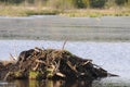 Beaver Stock Photos. Beaver building dam. Beaver building lodge. Beaver tail. Image. Portrait. Picture. Forest background. Logging