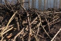 Beaver building a dam