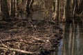 Beaver building a dam