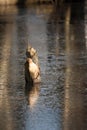 Beaver building a dam