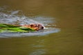 Beaver building a house on the lake