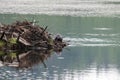 Beaver Stock Photos. Beaver building lodge. Image. Picture. Portrait. Logging.  Fur trade economy. Valuable fur. Northe American Royalty Free Stock Photo