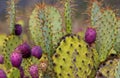 Beaver cactus Royalty Free Stock Photo