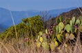 Beaver cactus Royalty Free Stock Photo