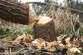 Beaver carnage Royalty Free Stock Photo