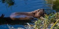 Beaver Castor canadensis gnaws on fresh branches. Wilhelma, Stuttgart