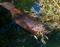 Beaver Castor canadensis gnaws on fresh branches. Wilhelma, Stuttgart