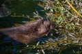 Beaver Castor canadensis gnaws on fresh branches. Wilhelma, Stuttgart