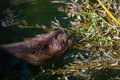 Beaver Castor canadensis gnaws on fresh branches. Wilhelma, Stuttgart