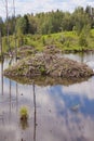 Beaver Castor canadensis lodge in taiga wetlands Royalty Free Stock Photo