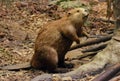 Stuffed Beaver in a Forest within a Museum Exhibit