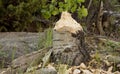 Beaver chewed tree stump Royalty Free Stock Photo