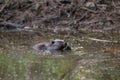 Beaver Chewing Dam Royalty Free Stock Photo