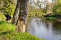 Beaver chewing damaged tree trunk and bark by the river outdoors in the spring. Royalty Free Stock Photo