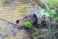 Beaver chewing stick Royalty Free Stock Photo