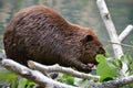 A beaver chewing on sticks Royalty Free Stock Photo