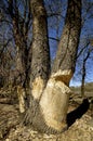 Beaver chewings on a tree Royalty Free Stock Photo