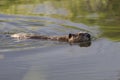 Beaver in Clear Water