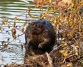Beaver Photo and Image. Buck teeth and wet brown fur. Building a beaver dam and lodge in its habitat. Front view Royalty Free Stock Photo