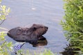 Beaver Stock Photos. Head close-up profile view. Water background and foreground. Image. Picture. Portrait. Lupine flowers