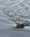 Beaver Stock Photos. Image. Picture. Portrait. Carrying a foliage to build a dam.